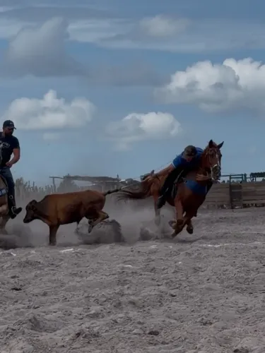 Cavalo de direita manso de tudo