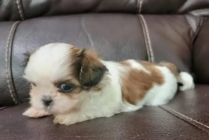 Shihtzu Mini Filhotes Alegria Para Sua Casa. 