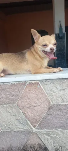 Chihuahua
