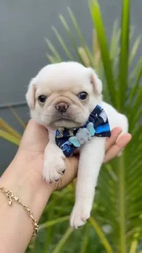 O Pug transforma pequenos momentos em grandes lembranças.