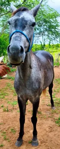 Égua bem mansinha de esteira 