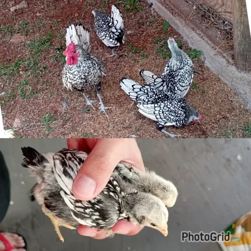 Franguinhos da raça sebright prata 