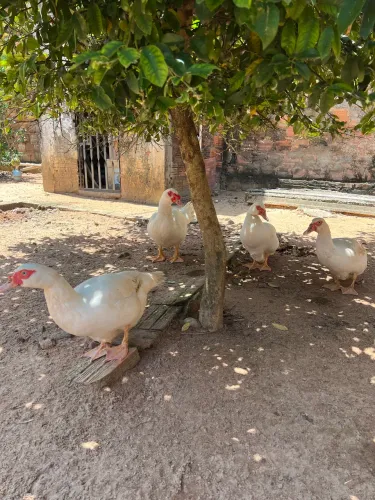 Patos