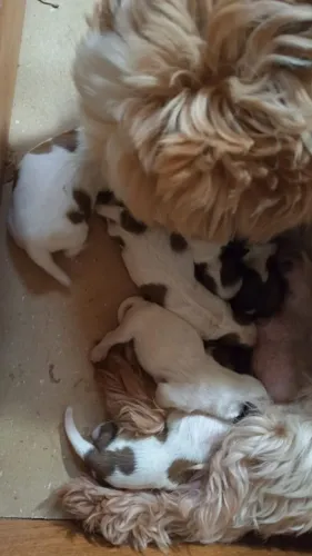 Filhotes de shih tzu p reserva.