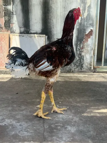 Galo