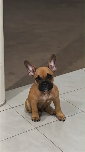 Bulldog francês 