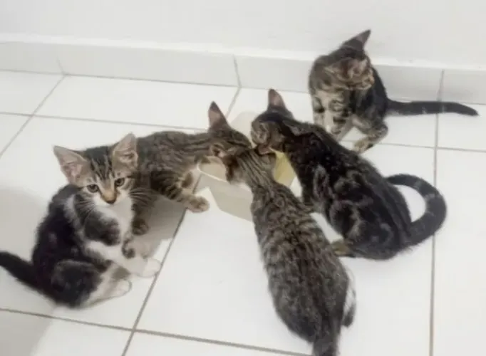 5 Gatinhos lindos procurando um lar
