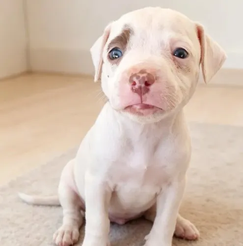 Pitbull