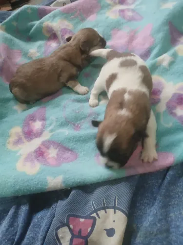 Machos chihuahua.