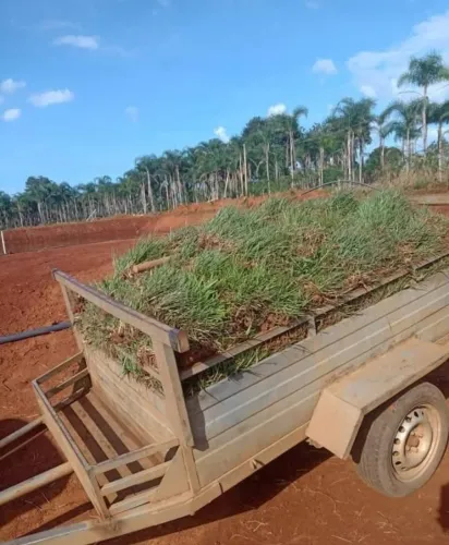 Grama Batatais Para Quintal Piscina e Área Gourmet 