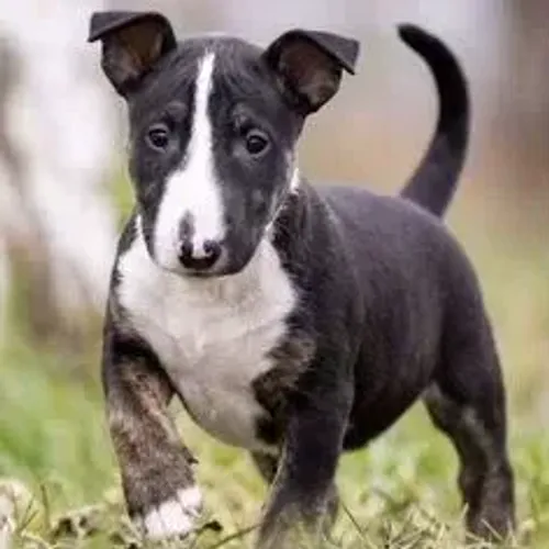 Bull Terrier,Bull Terrier Filhote com Estrutura Firme e Excelente Procedência