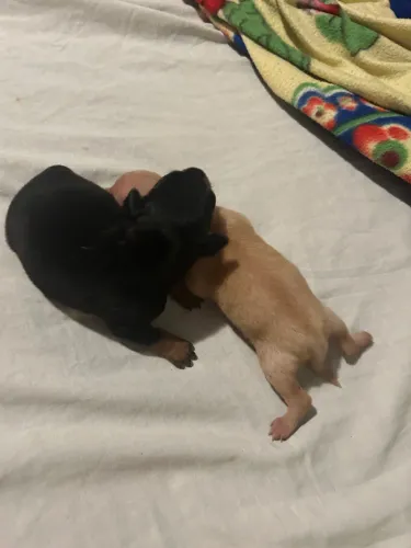 Raça pinscher