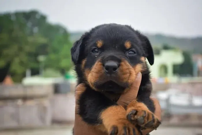 Filhote de Rottweiler O Companheiro Ideal Para Sua Família