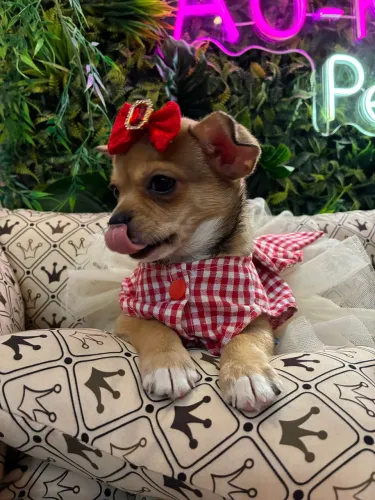 Chihuahua! Encante a vida