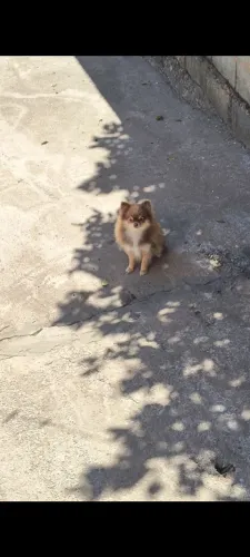 Spitz alemão