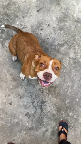Doaçao de cachorro