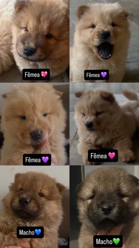 Chow Chow