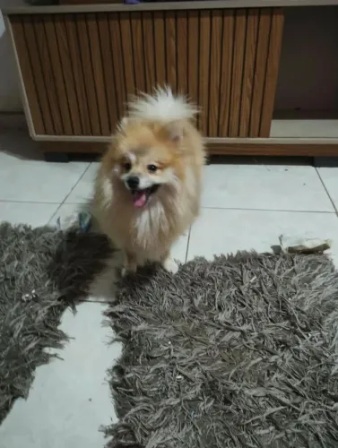 Lulu da pomerania ,1 ano, não castrado, macho, 300 reais pra hoje.