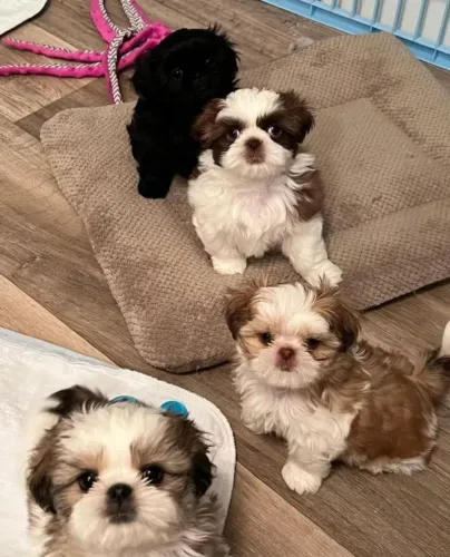 Filhotes de Shih Tzu | Amor e diversão todos os dias