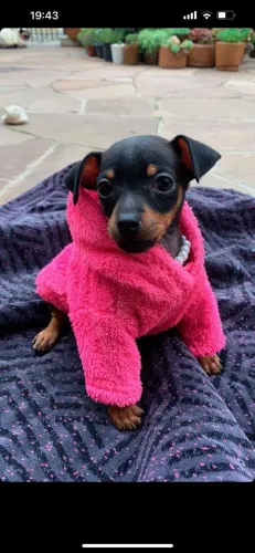 pinscher zero