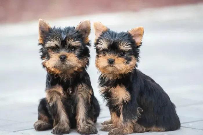 Yorkshire companheiro fiel