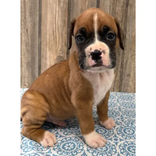 Boxer Machinho: O parceiro pefeito