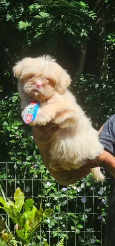 Shih-tzu Lavanda narizinho rosa