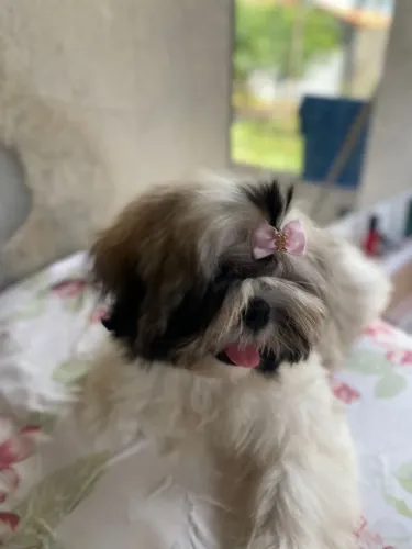 Shih Tzu fêmea