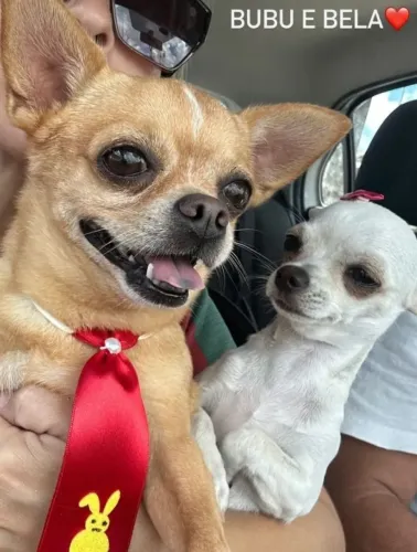 Chihuahua filhote para venda