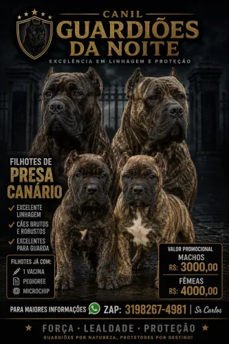 Filhotes de Presa Canário