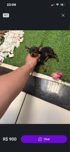 Pinscher