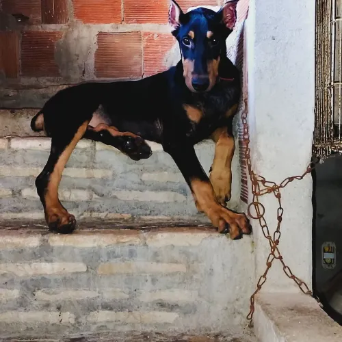Tenho um casal de doberman disponível com 6 meses