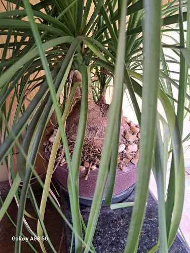 Vaso de planta. Pata de elefante