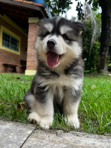 Husky siberiano wooly