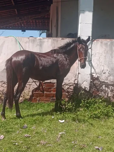 Potro 