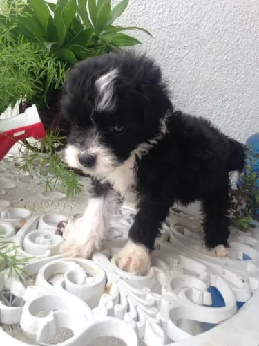 Cachorro filhote poodle com maltês entrega grátis