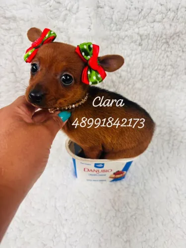 Lindas filhotes de pinscher femeas
