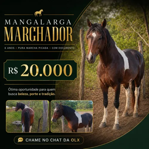 Cavalo Mangalarga Marchador - Marcha Picada | 6 anos