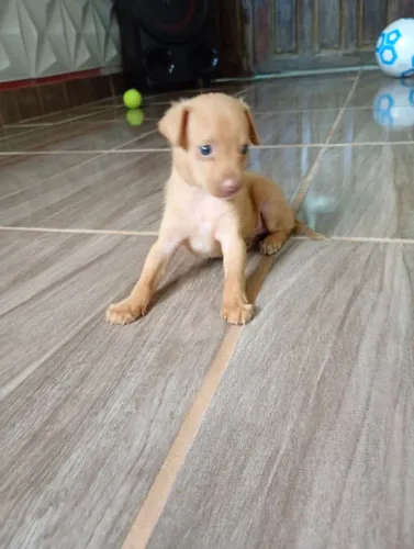 Filhote de pinscher número 1 macho