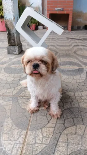 Cachorrinha shitsu com 2 anos e pouco
