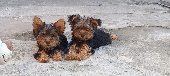 Yorkshire Terrier Fêmea