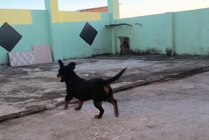 Lancashire Heeler porte pequeno