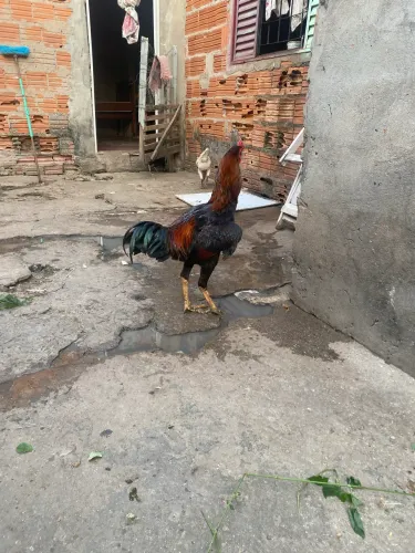 Frango mestiço a índio gigante 