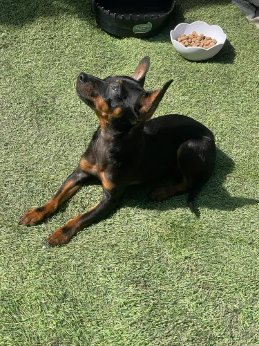 Pinscher n1