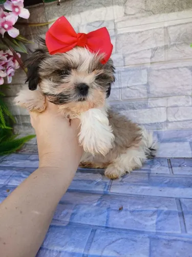 Fêmea tricolor minie shitzu 
