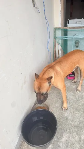 Cachorro