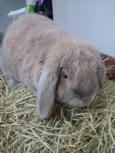 Fêminha de mini lop