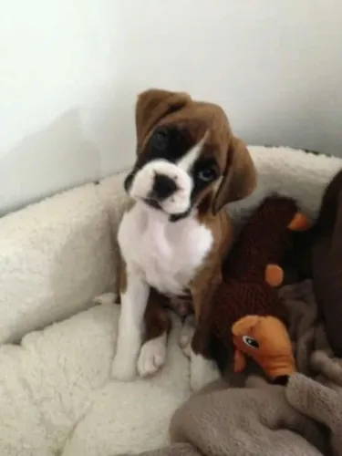 Filhotes De Boxer - A Felicidade Tem Quatro Patas E Um Rabinho Que Não Para