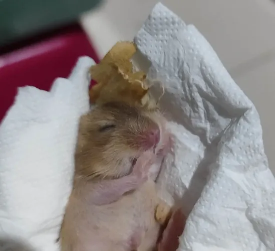 Hamster anão russo