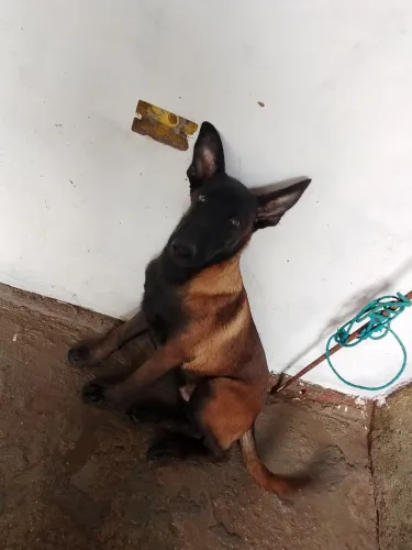 Vendo e tbm faço troca em cavalo dependendo cachorro,pastor alemão milenar
